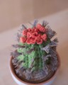 Picture of Crochet Prickly Cactus in Large Terracotta Pot