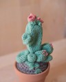 Picture of Light Green Crochet Cactus with Pink Flowers in Small Terracotta Pot