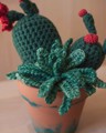 Picture of Crochet Garden with 3 Succulents & Cactuses in Large Terracotta Pot