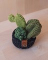 Picture of Small Green Crochet Garden with 3 Succulents & Cactuses in a Pot