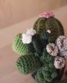 Снимка на Плетена градина с 6 сукулента и кактуса в саксийка
