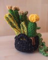 Снимка на Голяма плетена градина с 6 сукулента и кактуса в черна саксийка