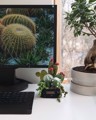 Снимка на Голяма плетена градина с 8 сукулента и кактуса в черна квадратна саксийка