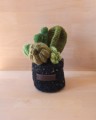 Picture of Green Crochet Garden with 5 Succulents & Cactuses in a Pot