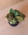 Picture of Green Crochet Garden with 5 Succulents & Cactuses in a Pot