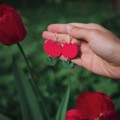 Picture of Red Tulips
