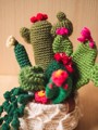 Picture of Boho Crochet Garden with 7 Succulents & Cactuses in a Pot